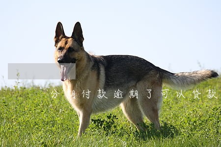 分期付款逾期了可以贷款吗