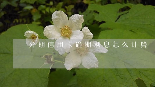 分期信用卡逾期利息怎么计算 分期信用卡逾期利息怎么计算