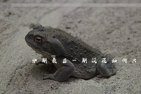 分期最后一期没还如何只还本金 分期最后一期没还如何只还本金
