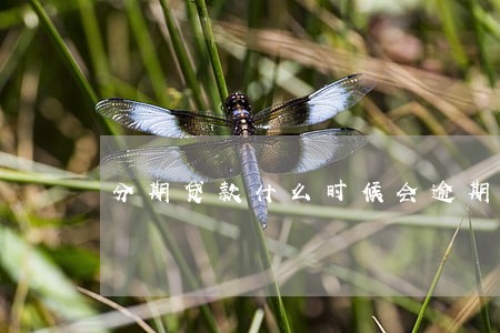 分期贷款什么时候会逾期 分期贷款什么时候会逾期