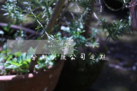 分期贷款公司逾期 分期贷款公司逾期