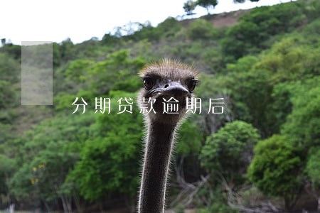 分期贷款逾期后