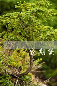 分期贷逾期还清了能办信用卡吗