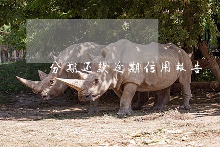 分期还款逾期信用报告 分期还款逾期信用报告