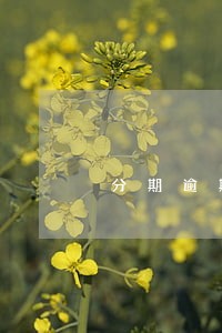 分期逾期15天多少费用 分期逾期15天多少费用