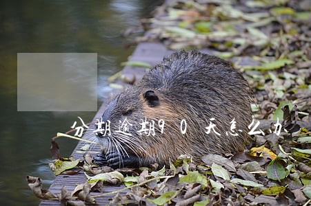分期逾期90天怎么办 分期逾期90天怎么办