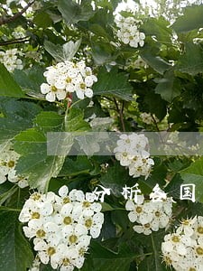 分析各国的法律 分析各国的法律