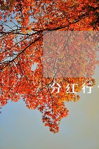 分红行信用卡逾期多久会上征信 分红行信用卡逾期多久会上征信