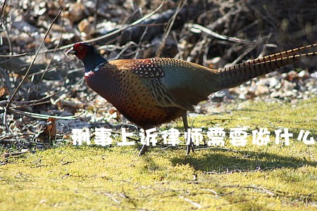 刑事上诉律师需要做什么 刑事上诉律师需要做什么