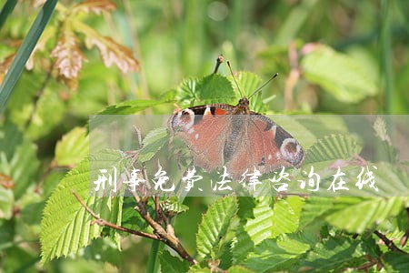 刑事免费法律咨询在线 刑事免费法律咨询在线
