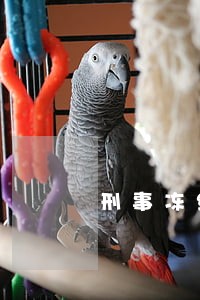 刑事冻结文书