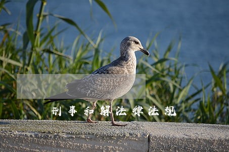 刑事和解法律法规