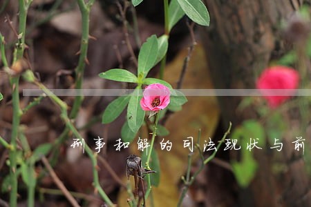 刑事和解的司法现状与前景