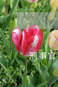 刑事官司律师方法 刑事官司律师方法