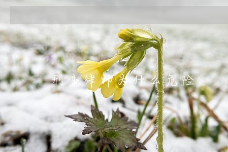 刑事律师为什么危险 刑事律师为什么危险