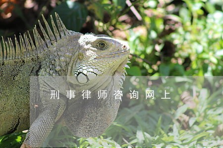 刑事律师咨询网上 刑事律师咨询网上