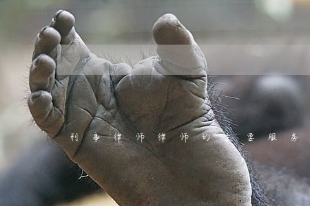 刑事律师律师的主要服务有哪些 刑事律师律师的主要服务有哪些