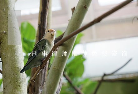 刑事律师推荐免费咨询 刑事律师推荐免费咨询