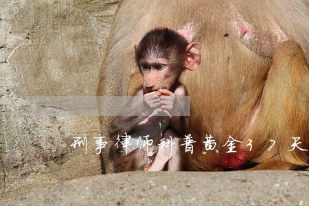 刑事律师科普黄金37天 刑事律师科普黄金37天