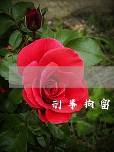 刑事拘留信用卡逾期30天 刑事拘留信用卡逾期30天