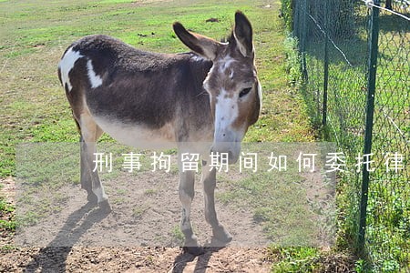 刑事拘留期间如何委托律师 刑事拘留期间如何委托律师