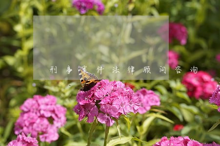 刑事案件法律顾问咨询 刑事案件法律顾问咨询