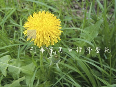 刑事案再审律师委托 刑事案再审律师委托