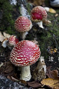 刑事法律咨询律师推荐 刑事法律咨询律师推荐