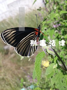 刑事法律援助案件判决书 刑事法律援助案件判决书