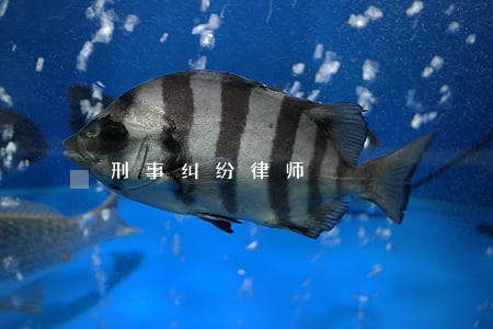 刑事纠纷律师 刑事纠纷律师