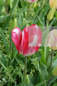 刑事诉讼中信息公开有什么限制 刑事诉讼中信息公开有什么限制