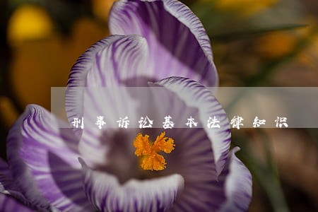 刑事诉讼基本法律知识