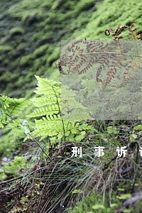 刑事诉讼实训报告 刑事诉讼实训报告