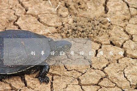 刑事诉讼有诉讼请求吗