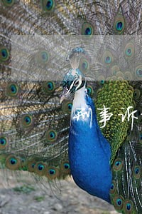 刑事诉讼法侦查讯问