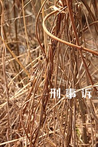 刑事诉讼法律咨询 刑事诉讼法律咨询