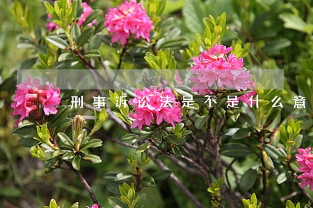 刑事诉讼法是不是什么意思