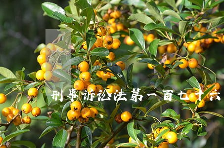 刑事诉讼法第一百七十六条 刑事诉讼法第一百七十六条