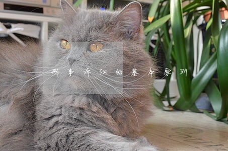 刑事诉讼的基本原则 刑事诉讼的基本原则