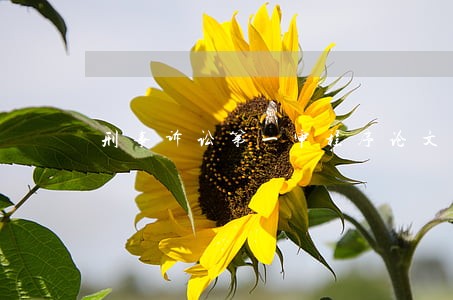 刑事诉讼第一审程序论文的范围 刑事诉讼第一审程序论文的范围
