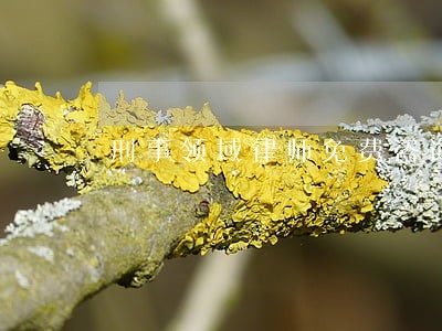 刑事领域律师免费咨询