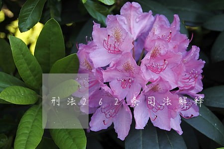 刑法262条司法解释 刑法262条司法解释