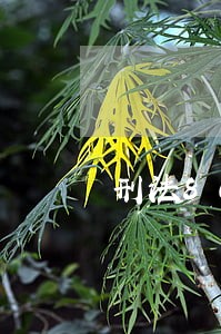 刑法80条司法解释 刑法80条司法解释