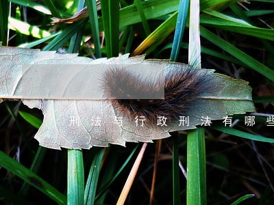刑法与行政刑法有哪些交叉 刑法与行政刑法有哪些交叉
