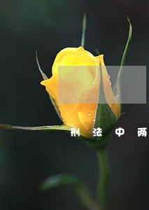 刑法中两小无猜条款