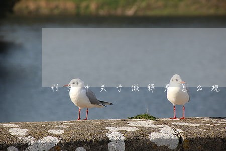 刑法中关于假释是怎么规定的 刑法中关于假释是怎么规定的