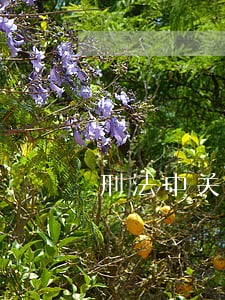 刑法中关于婚姻法的规定