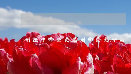 刑法中哪些是总则哪些是分则 刑法中哪些是总则哪些是分则