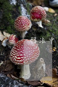 刑法中家长虐童判刑多少年 刑法中家长虐童判刑多少年