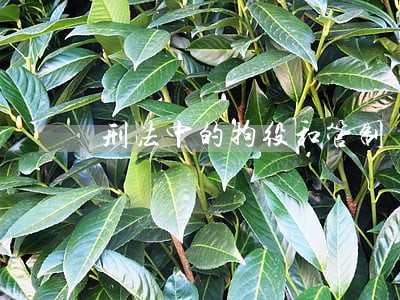 刑法中的拘役和管制